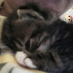 Meet your Posher, Luna